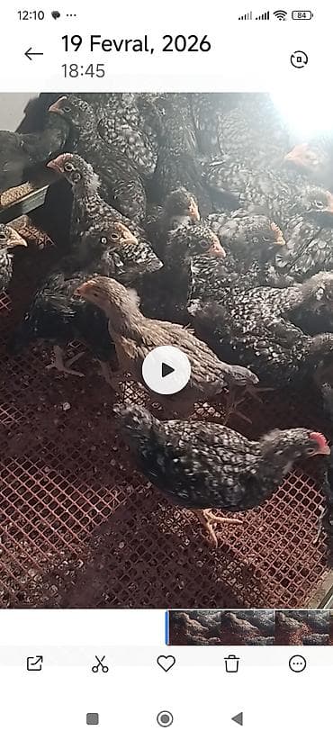 Atlar: Xarkoz cücəsi. 55 ədəd. 1 aylıq — 2