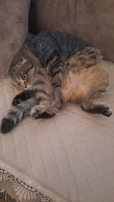 5 ayliq korpe: Skottış cınqıl qulaqlı və Britan qısa tüklü balalar Təsvir: - Zərif — 4