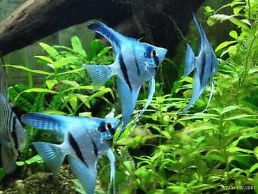 it bazari 2018: Mələk balığı (skalyari), Sülhsevər, Ünvandan götürmə, Ödənişli çatdırılma — 2