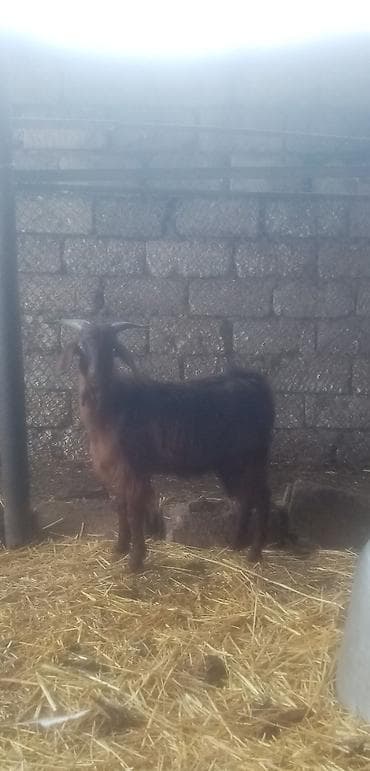 sane keci: Salam saglam arpa yonca yeyen heyvandı real alıcılar zeng vursun — 3