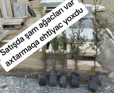 Ev üçün digər mallar: Şam ağaclarının tingləri - Növ: şam (evergreen, dekorativ) - Əkin — 1
