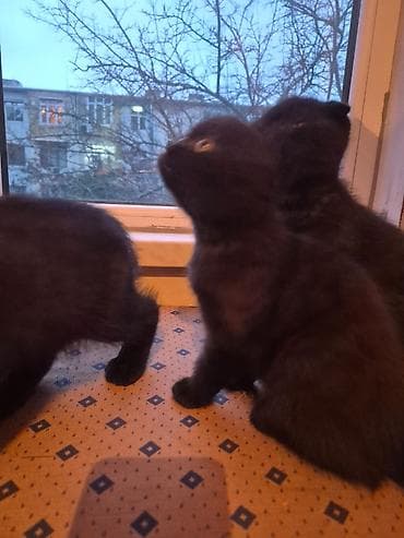 qara pisik sekilleri: Şotland — 8