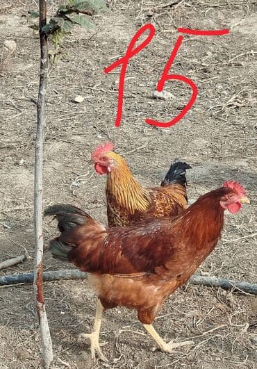 LIFAN: Hər cürə xoruzlar var ustunde qiymətləri var Təsvir: - Şəkillərdə — 5