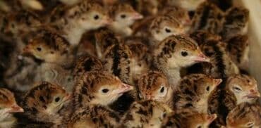 hinduşka yumurta: Salam təmiz qan Amerikan bronz cücələrin satışı qiymət 7 manat — 1