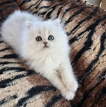 Шиншилла, Самец, Самка, В добрые руки, Самовывоз, Платная доставка — 2