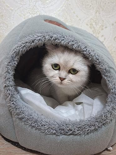 Şotland, Dişi, Ödənişli çatdırılma