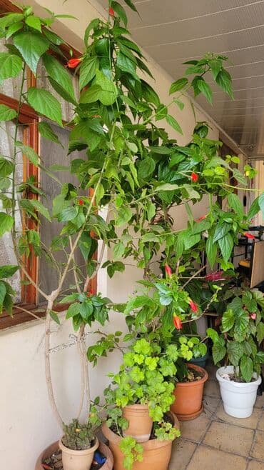 куплю комнатные растения: Cox gozel bir guldu alan ozu gorecey inwAllah — 4