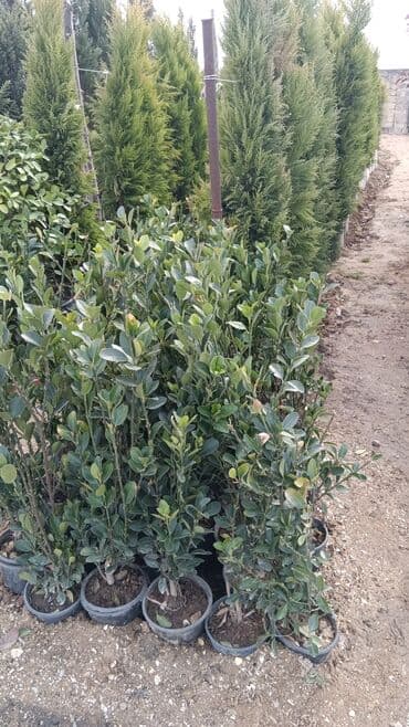 sarmaşıq qızılgul satışı: Dekarativ agaclarin satisi — 6