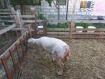 taxta yuva: Qoyun – ətlik-yunlu yerli cins (şiş quyruqlu) - Şəkillərdə olan — 4