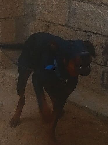 Doberman, 9 ay, Erkek