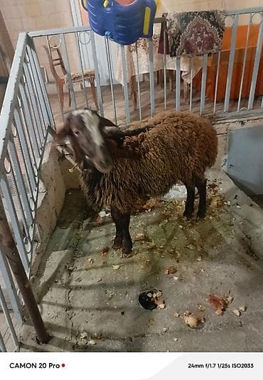 qoyun mal: Qoyun – yerli quyruqlu tip - Cins tipi: yerli (quyruqlu), qara — 7