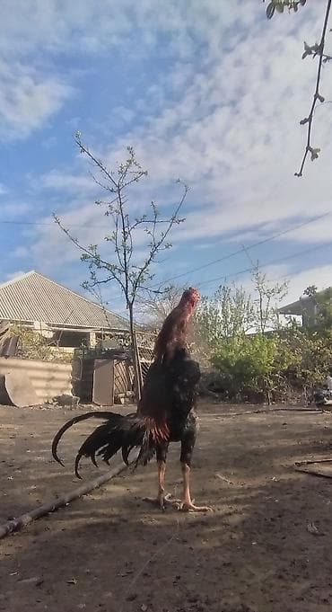 11 aylık türk cinsi probu var ünvan gəncə çəkisi 2.800.3 arası yaxşı lalafo.az -da 11 aylık türk cinsi probu var ünvan gəncə çəkisi 2.800.3 arası yaxşı