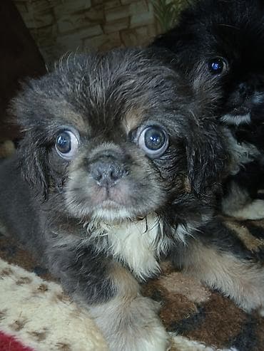 heyvanlar: Pekines — 3