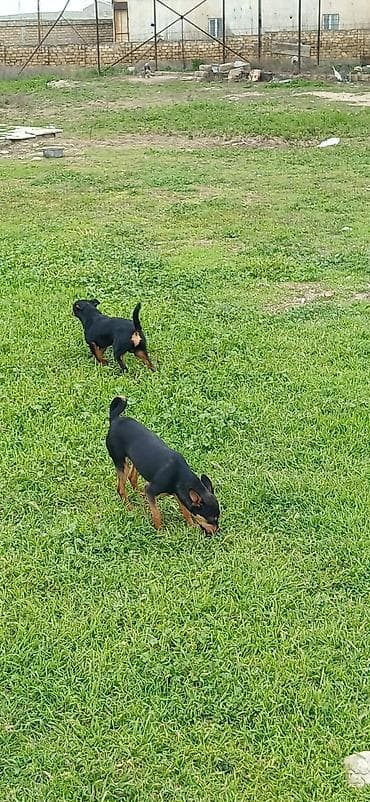 ov iti satilir: Miniatür pinçer, 7 ay, Erkek — 8