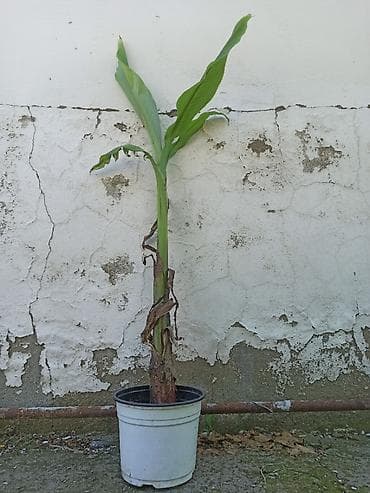 suni bitki: Banan ağacı satışı - Növ: Tropik banan ağacı (Musa spp.) - İstilik — 7