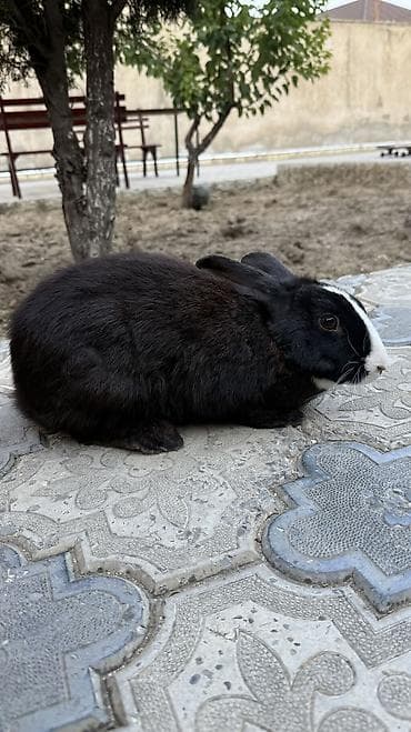 Saglam, qara heyet dovşani 🐰 lalafo.az -da Saglam, qara heyet dovşani 🐰