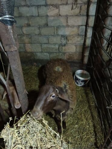 balasina sud vermeyen qoyuna ne deyirler: Erkek toglu Yem heyvanidir diri çəki 55-60 kq — 1