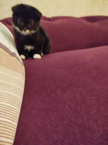 bala pisik sekilleri: Erkək, Dişi, Yaxşı əllərə, Ünvandan götürmə, Ödənişli çatdırılma, Rayonlara çatdırılma — 6