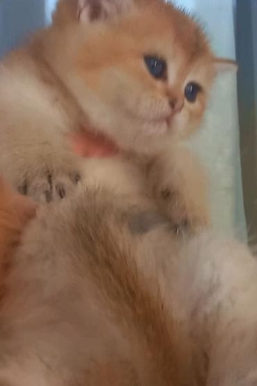 ev goyercinleri: Britan, Erkək, Dişi, Yaxşı əllərə, Ünvandan götürmə — 3