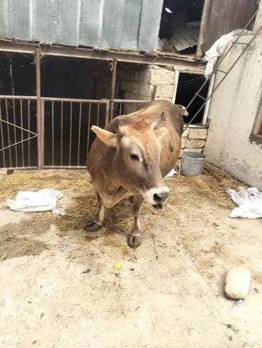 simmental inək cinsi: Dişi, il: 7, 230 kq, Ətlik, Ünvandan götürmə — 2