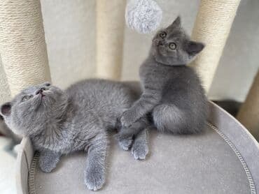 породистые котята даром: Шотландская, Самец, Самка, Самовывоз — 5