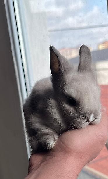 Akvariumlar: 🐰Dekorativ Lionhead bala dovsanlar 1 ayliq saglam, aktiv ve cox sirin — 4
