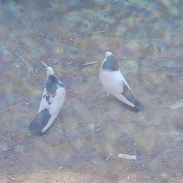 qizil qus: Kom 9 eded quşdu satişda 5 eded qoşa cep lelekli bir cüt yumrtaya — 8