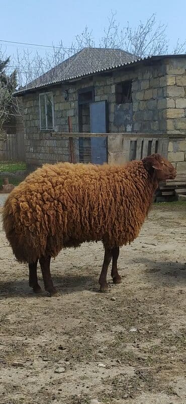 heyvan bazari inekler: 1ədədd temiz qala qoçu 14əddəd 9qoyun 5quzu Çoxsu boğazdır 1ri bu gün — 8
