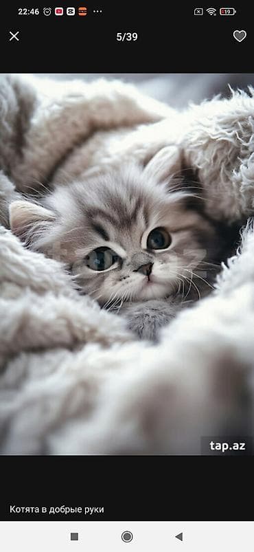 it pisik sekilleri: Yaxşı əllərə — 1