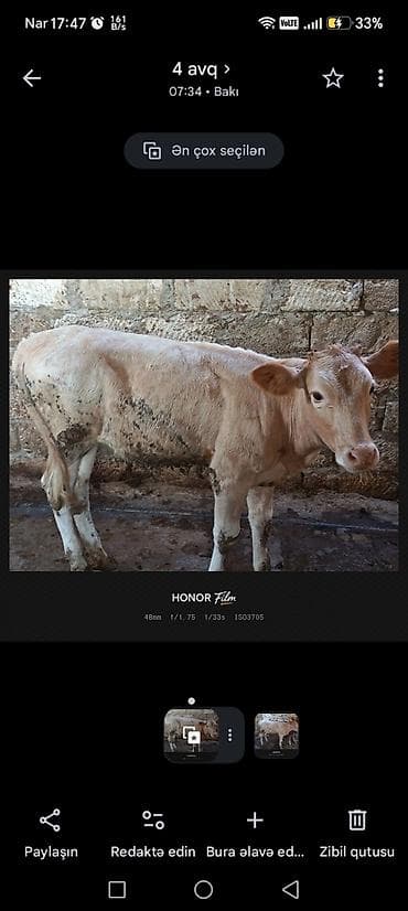 cunqarik qefesi: Cins: yerli buzov
Rəng: açıq krem 5ayliq 800mana — 1