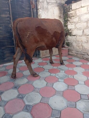 ana bala inək: Salam gorduyuz duyə 1ci qarına 20gunu qalır doğmayina smentalin melezi — 3
