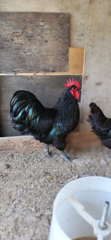 1 ayliq cuce satisi: Avstrolop cinsi cucesi 2.50 1 ayliq 6 manat temiz cins olmagina — 2