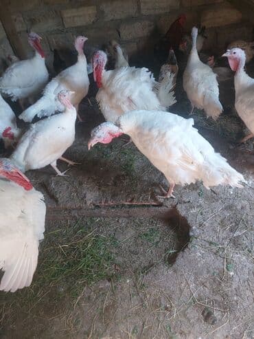 inek satışı: Satlir — 1