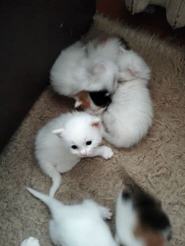 домики для кошек баку: Pişiklər — 3