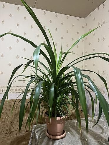 Tinglər: Otaq bitkisi – Dracaena fragrans (kordilina tipli görünüşlü, uzun — 1