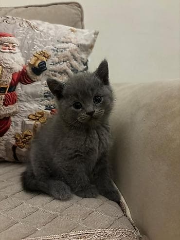 pisik paltari: Şotland yastı qulaq — 2