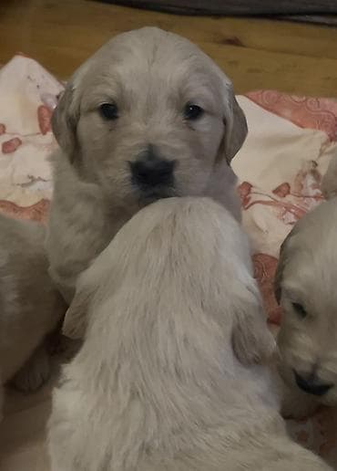 Птицы: Лабрадор-ретривер, 1 месяц, Самец, Платная доставка — 2