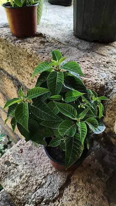 роза гул: Saksıda “Impatiens” (balzam/yenibahar) dekorativ çiçək bitkisi - Növ — 7