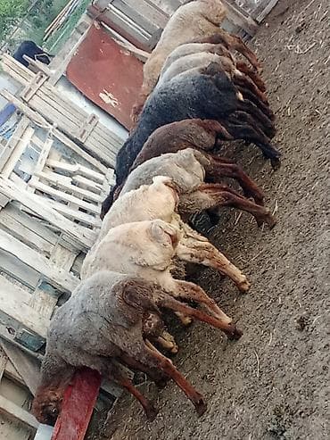 etibarli elere verilir: Salam.qurbanliq quzular var her çəkidə isdeyen elaqe saxlaya bilər — 1