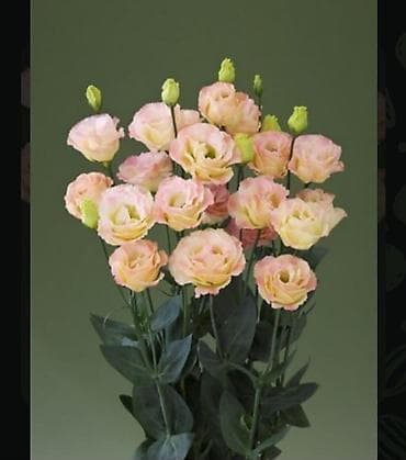 Bitki dərmanları: Lisianthus (Eustoma) fidanları – rəngli kəsim və bağ gülləri Eustoma — 3