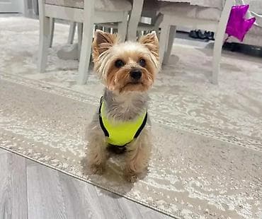 Salam york Satilir pasportu var bütün privivkalari vurulub, yemeyi