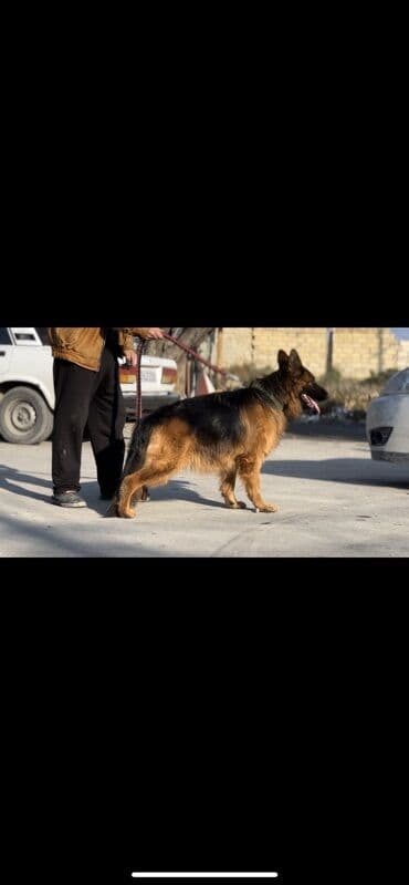 itler bala: Alman çoban iti, 2 il, Dişi, Peyvəndli — 2