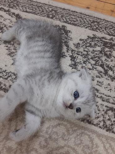 sfinks pişik: Şotland yastı qulaq, Yaxşı əllərə — 3