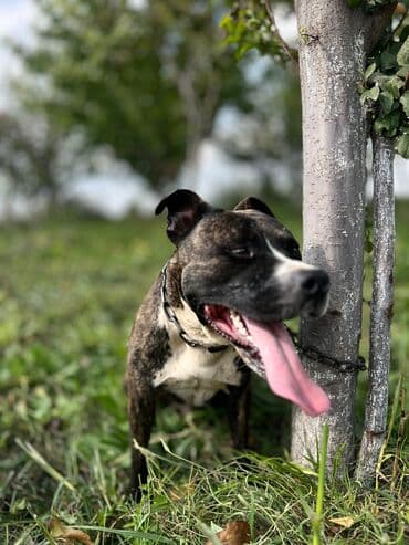 cins ineklerin qiymeti: Pitbul, 1 il, Erkek, Ünvandan götürmə — 5