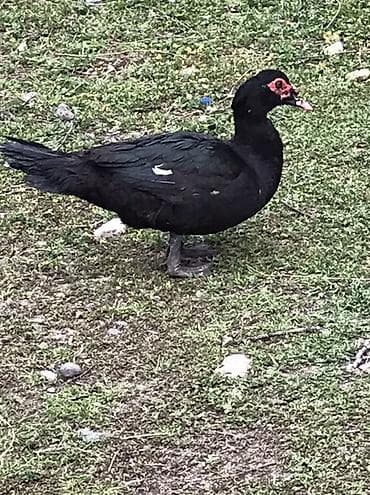 Cücələr: Satılır: Zumurud erkeyler 1 denesi 80 manat cavan. Damazdiq — 1