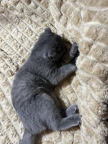 pişik yatağı: Şotland yastı qulaq, Dişi, Yaxşı əllərə, Ünvandan götürmə — 4