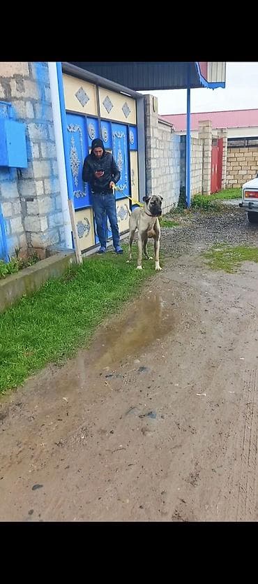 quzu satilir 2021: Kanqal, 1 il, Peyvəndli — 6