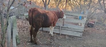 qaz balalari satilir: İki aylig boqazdi yoxlanib . Sudu hal hazirda 18 20 litr. Teze doğanda — 1