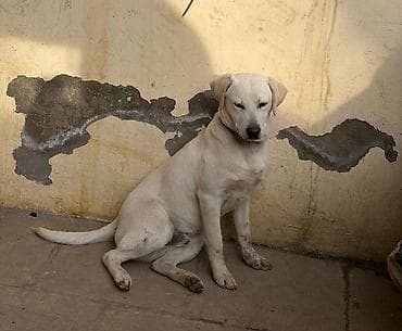 qafqaz iti: 6 ay — 7