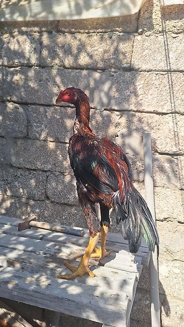 Cücələr: Fevral cücələri.Cüt satılır 80azn.Cinsi təmizdi0552740964 vp — 2